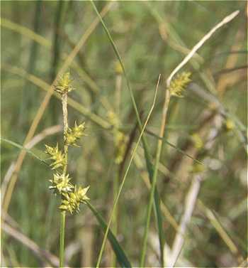 Carex echinata image