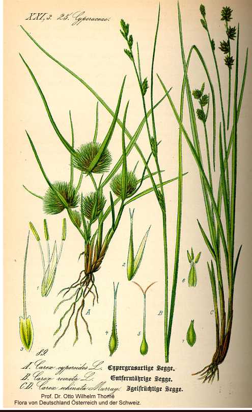 Carex echinata image