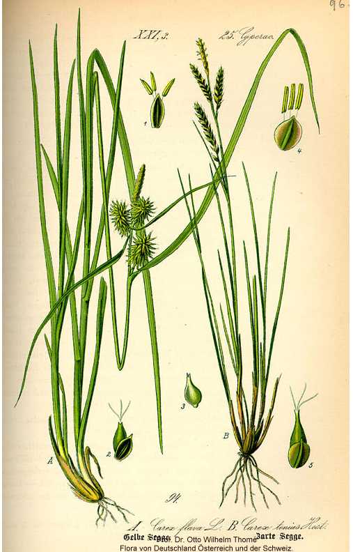 Carex flava image