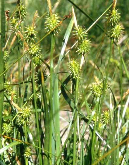 Carex flava image