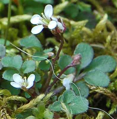 Cardamine flexuosa image