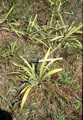 Carex granularis image
