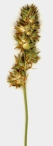 Carex gravida image
