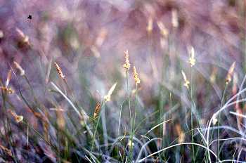 Carex pensylvanica image