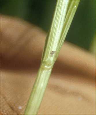 Carex stipata image