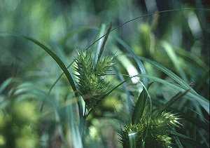 Carex lupulina image