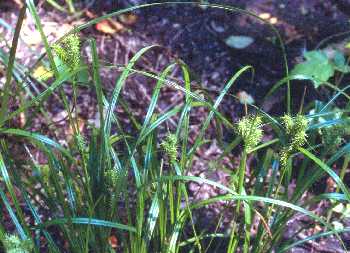 Carex lurida image