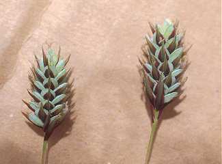 Carex magellanica image