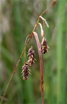 Carex magellanica image