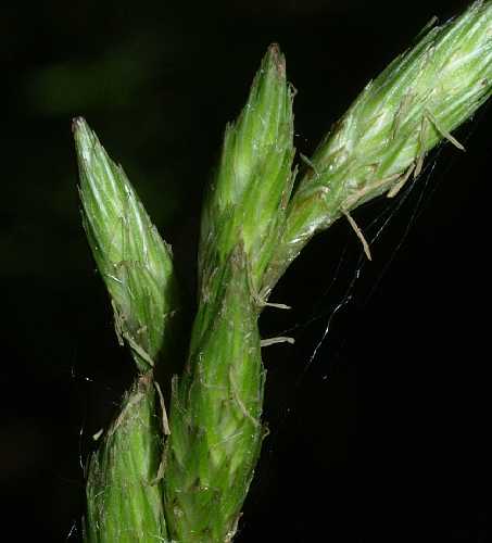 Carex muskingumensis image