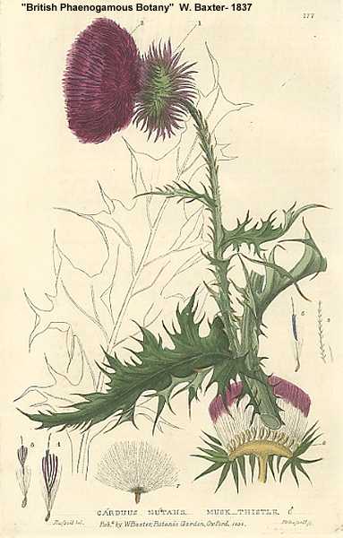 Carduus nutans image