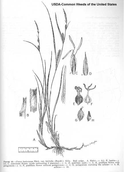 Carex pellita image
