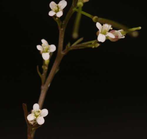 Cardamine pensylvanica image
