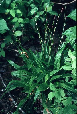 Carex plantaginea image