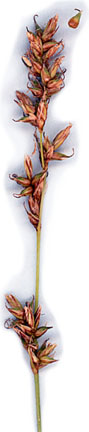 Carex prairea image