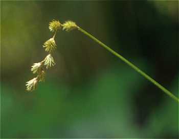 Carex projecta image
