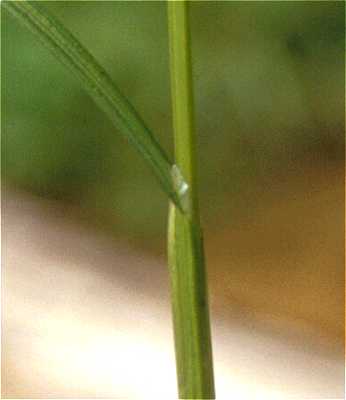 Carex projecta image