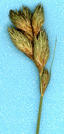 Carex scoparia image