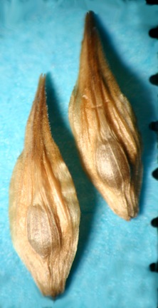 Carex scoparia image