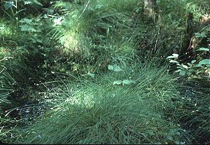 Carex tenuiflora image
