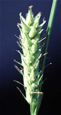 Carex trichocarpa image