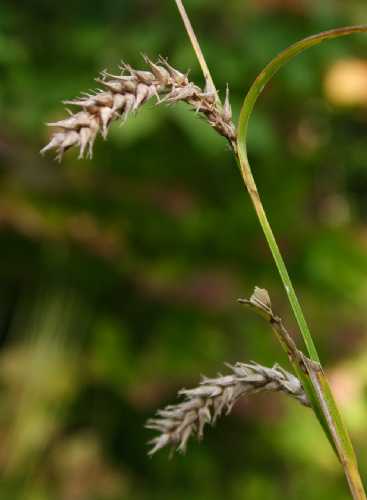 Carex trichocarpa image