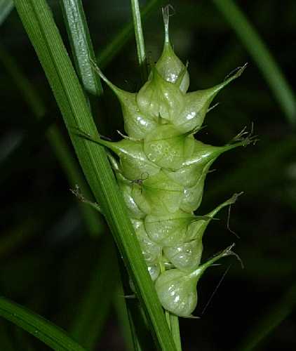 Carex tuckermanii image