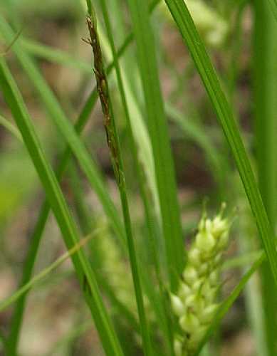 Carex tuckermanii image