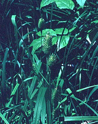 Carex typhina image