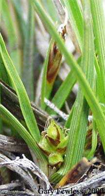 Carex umbellata image