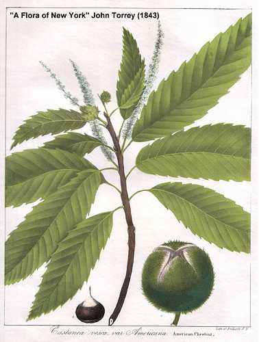 Castanea dentata image