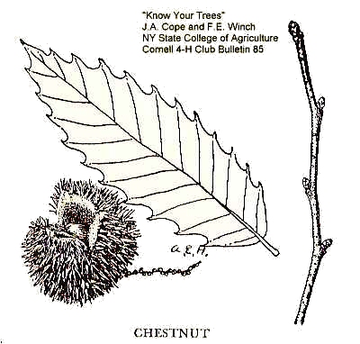 Castanea dentata image