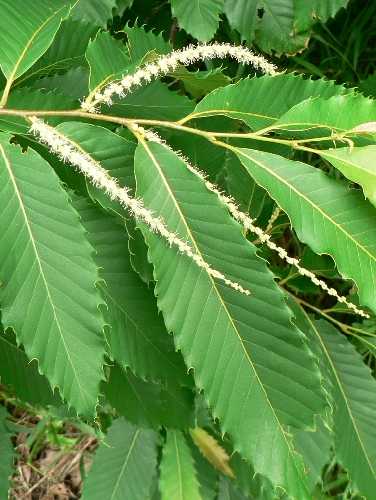 Castanea dentata image