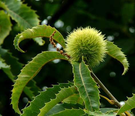 Castanea dentata image