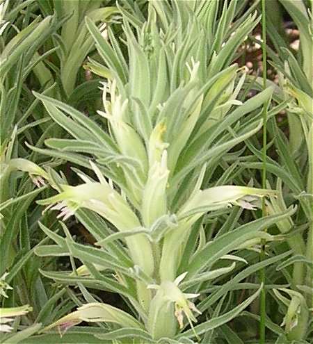 Castilleja sessiliflora image