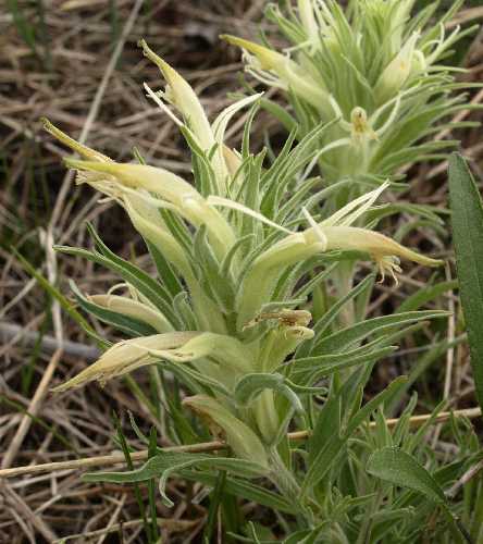 Castilleja sessiliflora image