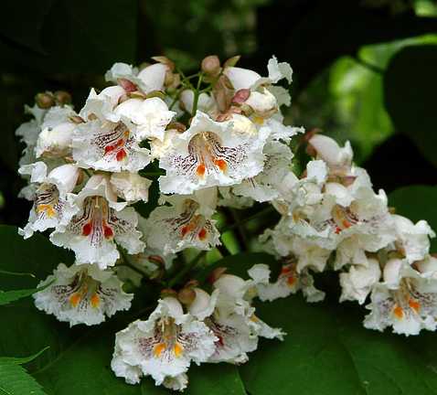 Catalpa speciosa image