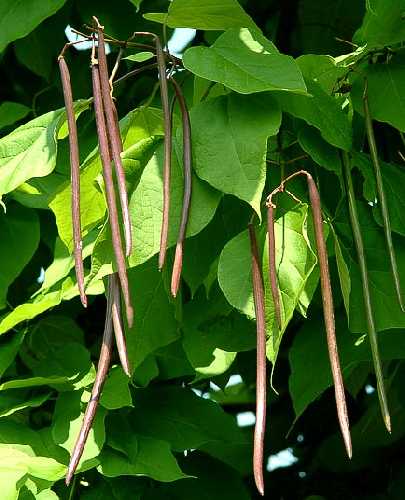 Catalpa speciosa image