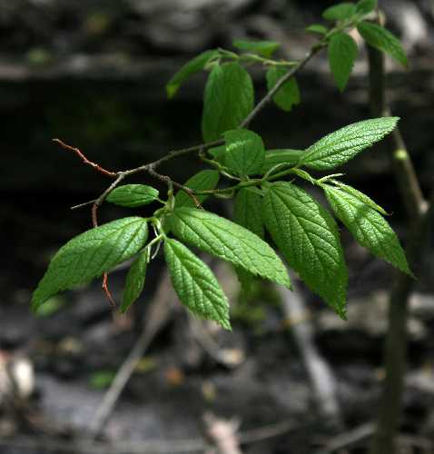 Celtis occidentalis image