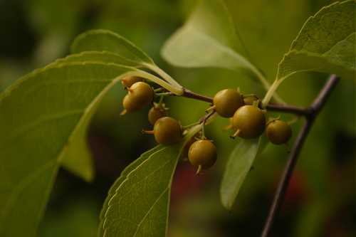 Celastrus orbiculatus image