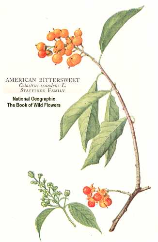 Celastrus scandens image