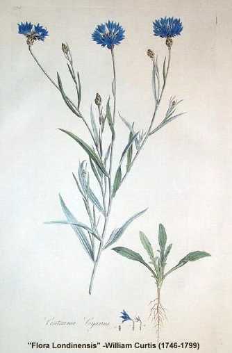 Centaurea cyanus image