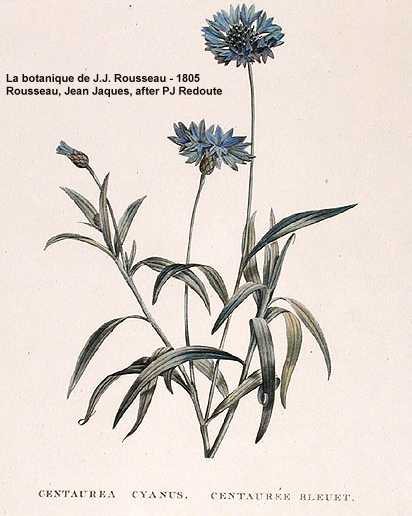Centaurea cyanus image
