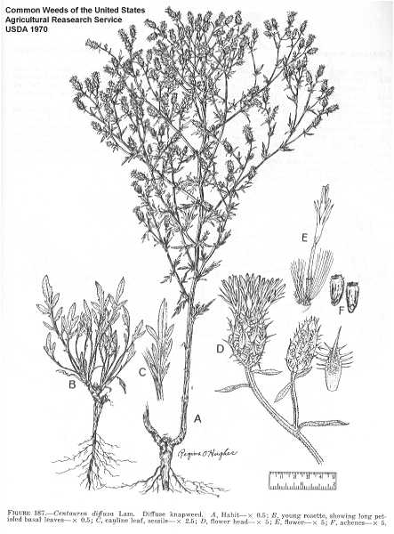 Centaurea diffusa image