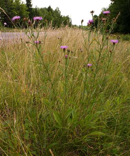 Centaurea jacea image