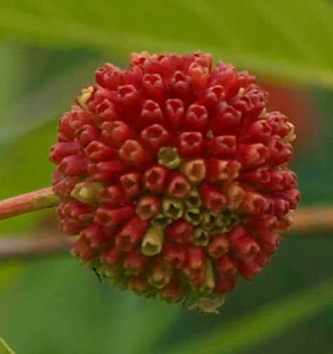 Cephalanthus occidentalis image