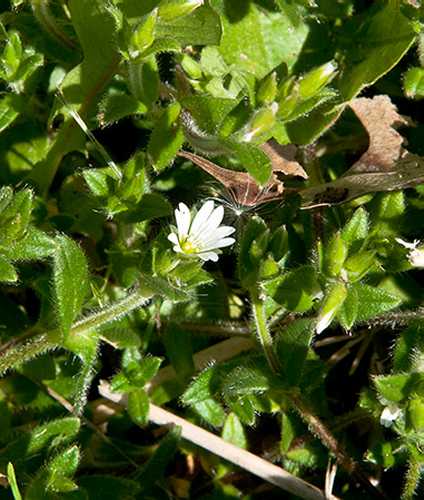 Cerastium fontanum image