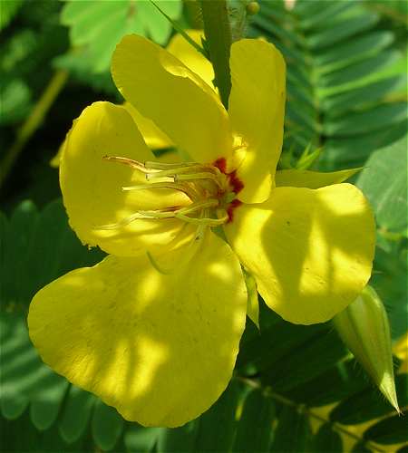 Chamaecrista fasciculata image