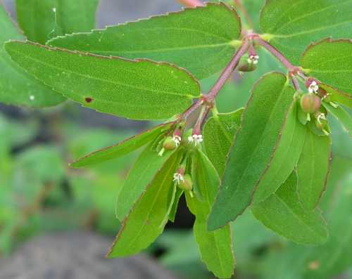 Euphorbia nutans image