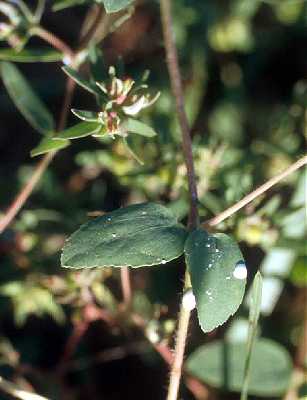 Euphorbia image